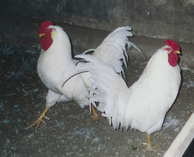 leghorns
